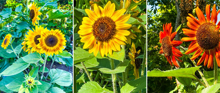 Orange Sunflower