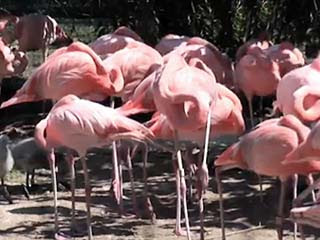 Mengapa Burung Flamingo Tidur Dengan Satu Kaki? [ www.BlogApaAja.com ]
