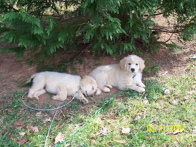 Bosley and Charlie