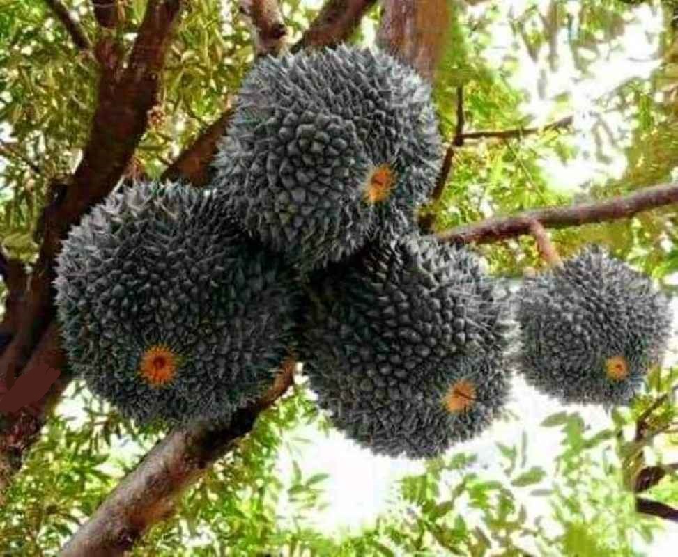 bibit durian duri hitam ochee siap dikebunkan Maluku Utara