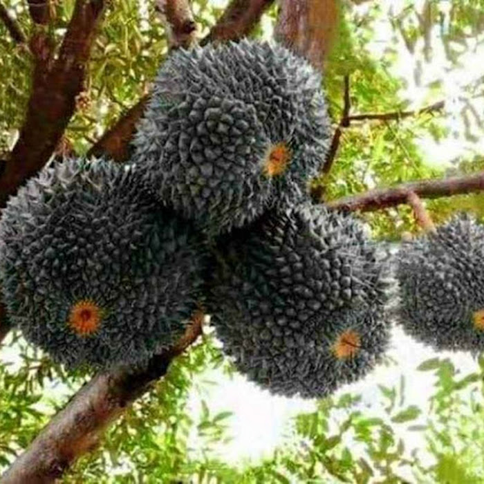 Bibit Durian Duri Hitam