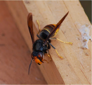 Frelon Asiatique sur la couvre cadre