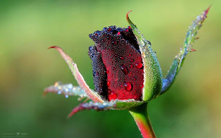 Dew Drops HD flower images