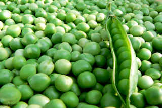 Pea