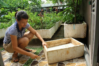 trồng rau trên sân thượng