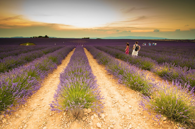 Valensole-Campo di lavanda al tramonto