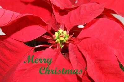 Christmas Poinsettia Flower Wallpaper