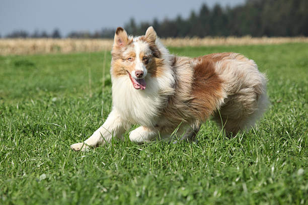 Combien de km peut courir un Berger Australien?