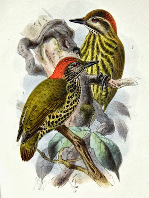 Gabon Woodpecker