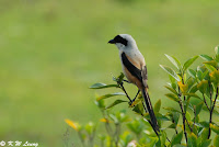 burung toet, pentet, toed, punai