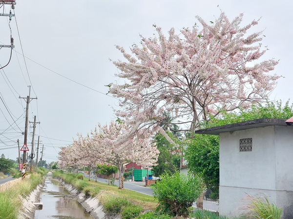 高雄美濃獅子頭水圳花旗木綿延1公里桃紅陣雨樹，草皮散步賞花