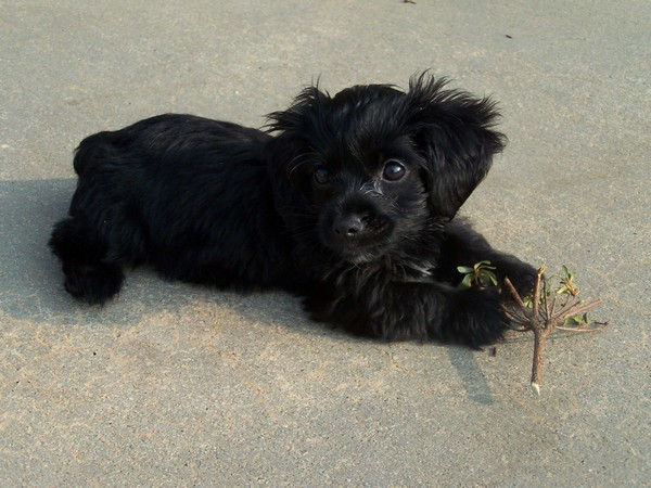 Black Yorkie Poo Puppies For Sale Near Me