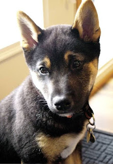 German Shepherd Shiba Inu Mix Temperament, Size, Lifespan, Adoption, Price