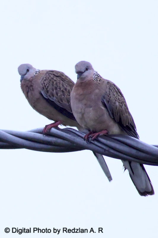 Spotted-Dove