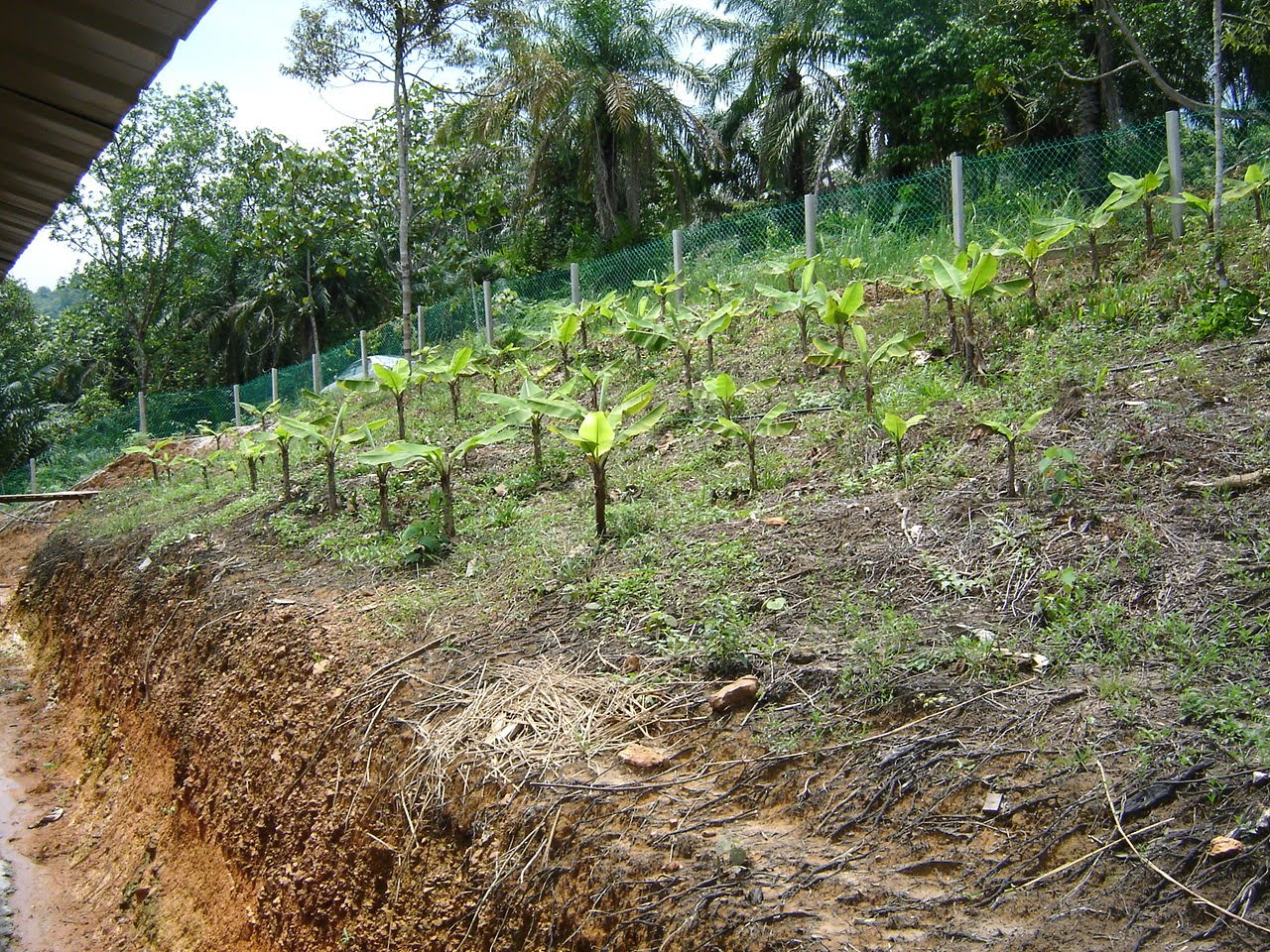 Projekmeru.blogspot.com: Ops Boer telah bermula