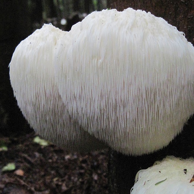 Hericium erinaceus | Lion's mane mushrooms | Biobritte mushroom company