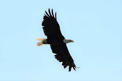 Bald Eagle bird Great Trail Alberta.