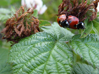 7-spot Ladybirds (Coccinella septempunctata)