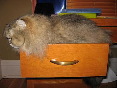foto kucing imut, lucu, cantik