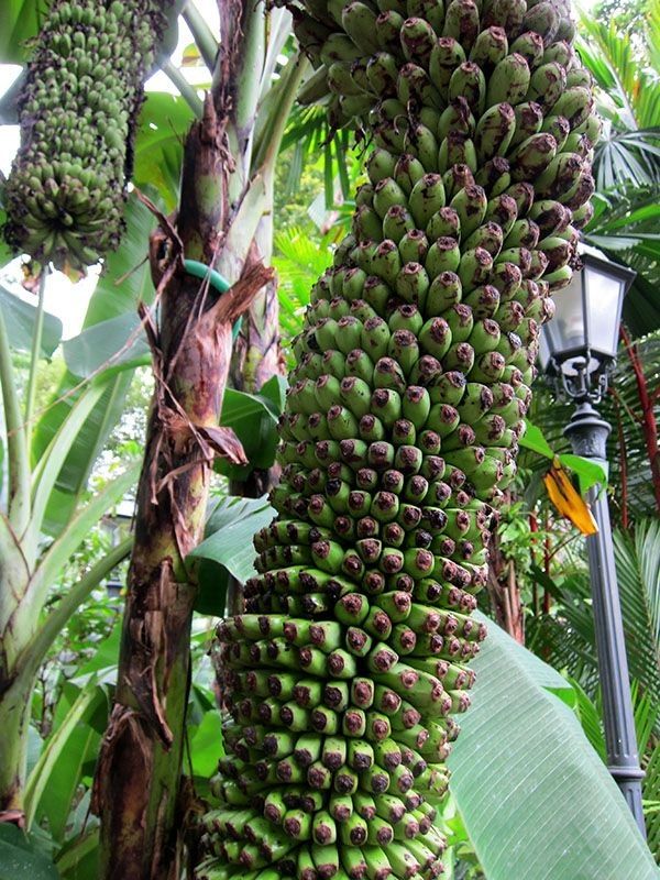  Gambar  Pisang  Seribu Dan Penjelasanya Jenis Pisang  Dan 