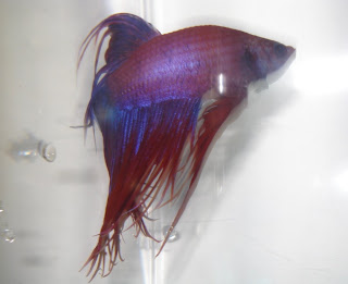 betta splenden