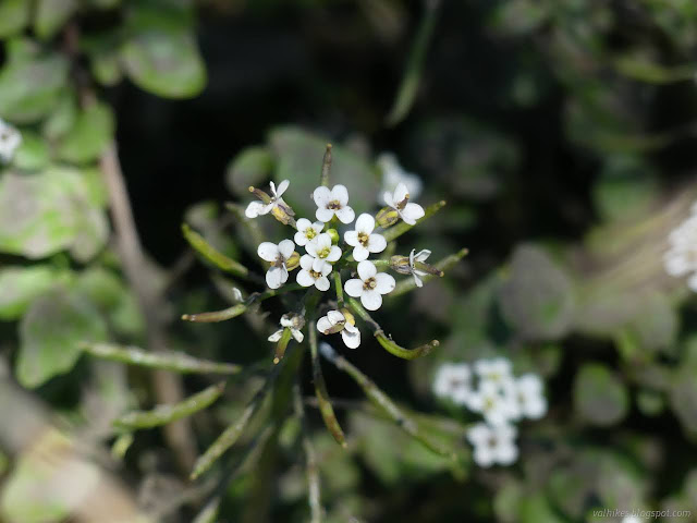 27: little white flowers