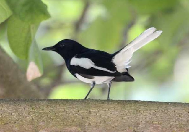 Jenis-jenis Burung Kacer