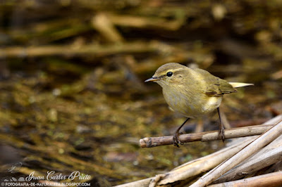 Mosquitero Común - Phylloscopus Collybita (fotografia-de-naturaleza.blogspot.com)