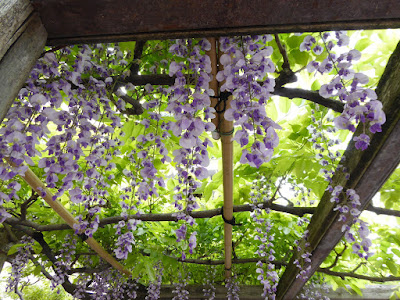 春日神社の藤（のだふじ発祥の地）