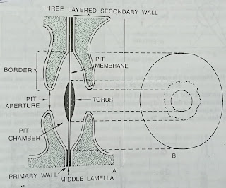 Primary pit-fields, pits and types of pits-digieduco