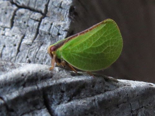 green leafhopper