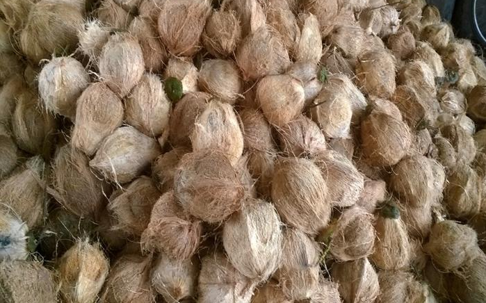 Kelapa siap kopek