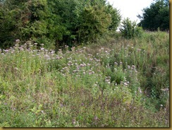 Stand of Hemp-agrimony, Eupatorium cannabinum