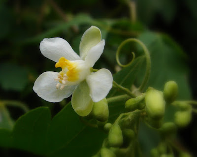 close-up (macro shot) of a balloon vine flower with buds and leaves in soft background