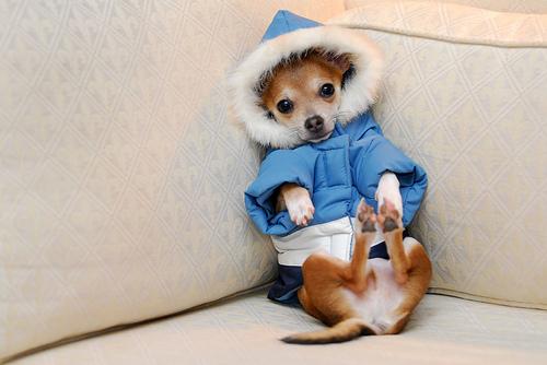 foto foto anjing lucu