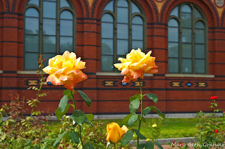 yellow roses in Washington, DC photo by mbgphoto