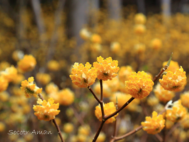 Edgeworthia chrysantha