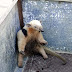 Tamanduá-mirim é resgatado por moradores de Cruz das Almas