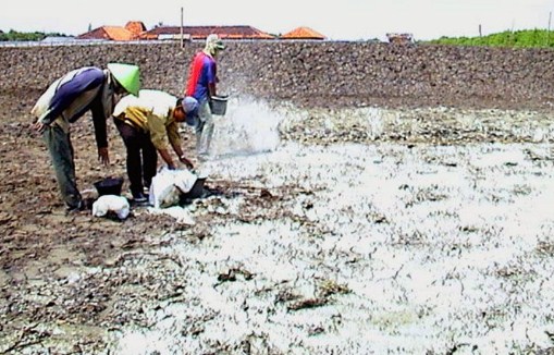 PEMBERIAN KAPUR PADA KOLAM BUDIDAYA