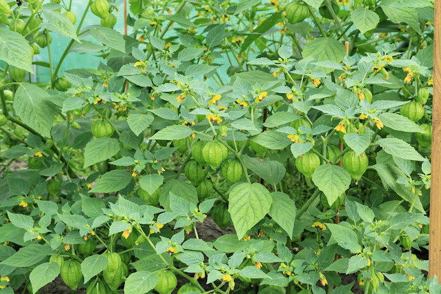 Physalis philadelphica