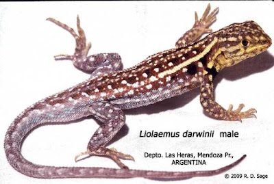 beatigul american lizards