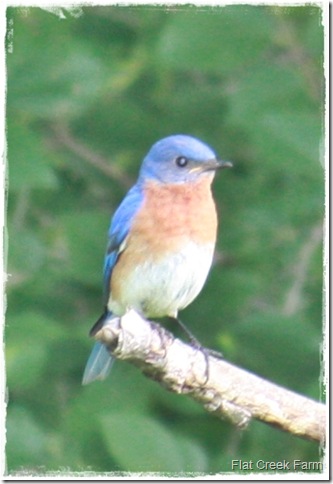 bluebird