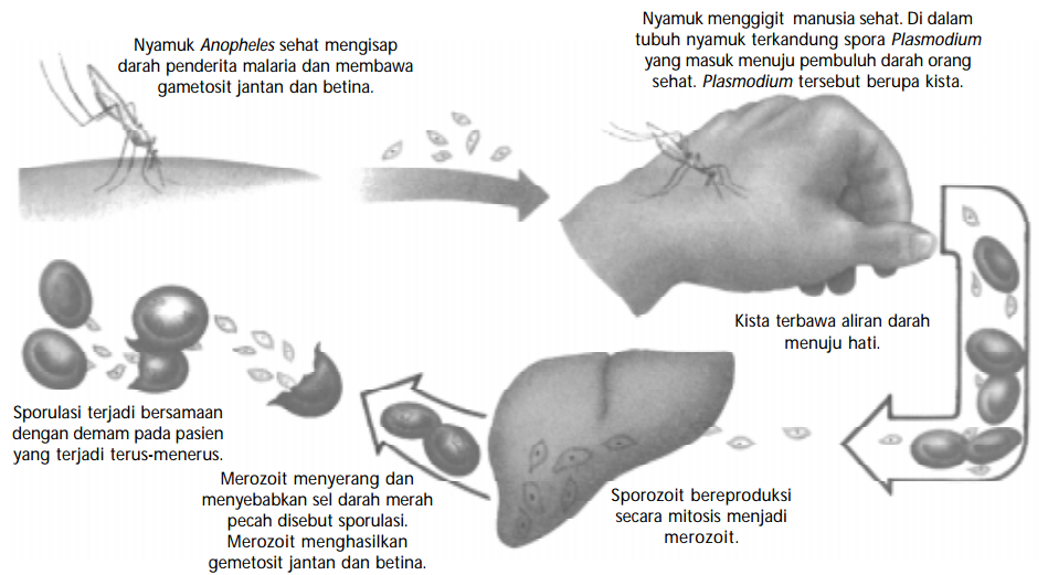  Ciri  Ciri  Protozoa dan Klasifikasi Protozoa Semua Ada