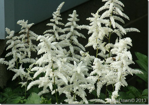 Astilbe_White3
