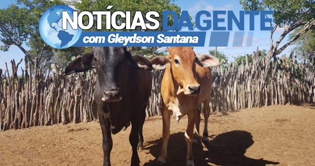 RAIVA ATINGE GADO BOVINO EM FILADÉLFIA E PONTO NOVO (BA)