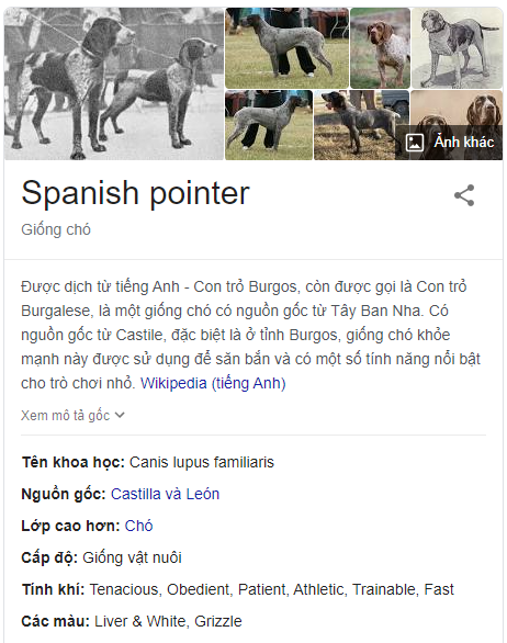 Spanish Pointer
