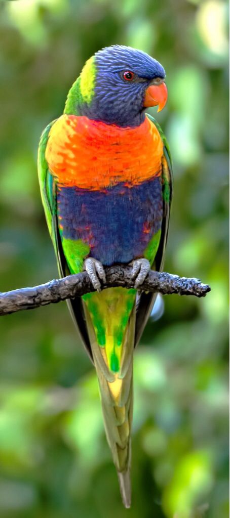 Rainbow Lorikeet (Trichoglossus haematodus) | Our World’s 10 Beautiful and Colorful Birds