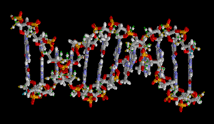 Enzymes allow DNA to swap information with exotic molecules