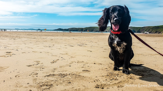 plaże w Walii i wakacje z psem