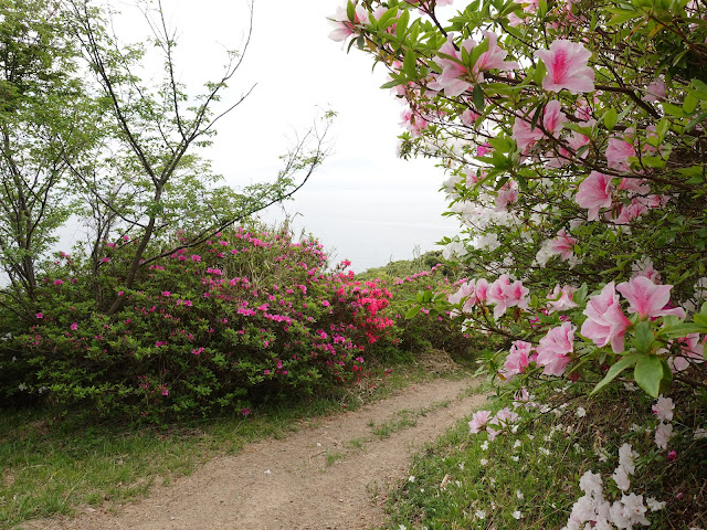 島根県松江市美保関町美保関　五本松公園　ツツジ（躑躅）